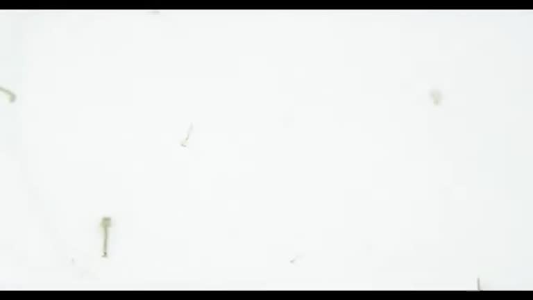2013 - Mosquitos: ¿molestia o amenaza?