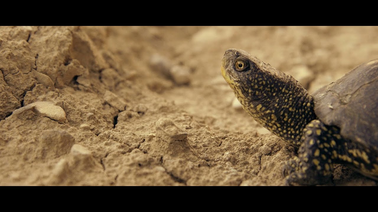 2016 - La tortuga del desierto